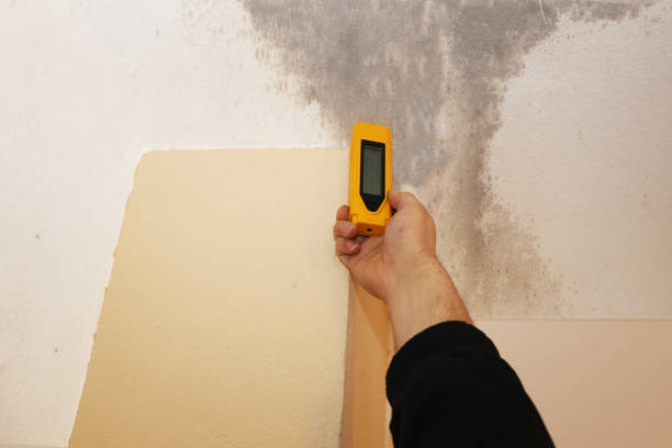 Biohazard Mold Removal in Redwood, OR