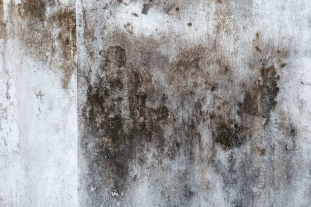 Best Residential Mold Inspection & Testing  in Redwood, OR
