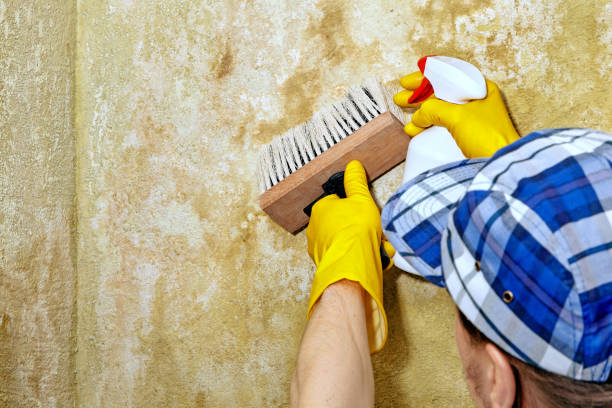 Best Biohazard Mold Removal  in Redwood, OR