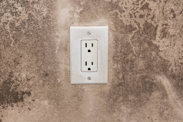 Best Mold Damage Restoration  in Redwood, OR